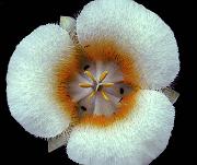 Cascade Mariposa Lily, Calochortus subalpinus